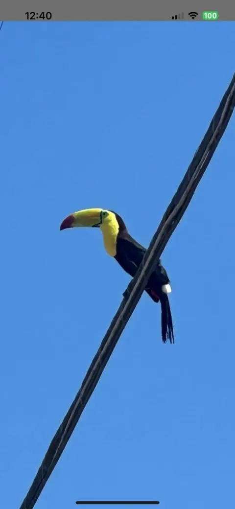 Keel-billed Toucan