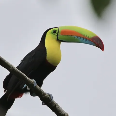 Keel-billed Toucan