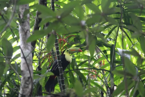 Keel-billed Toucan