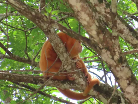 Mantled Howler Monkey