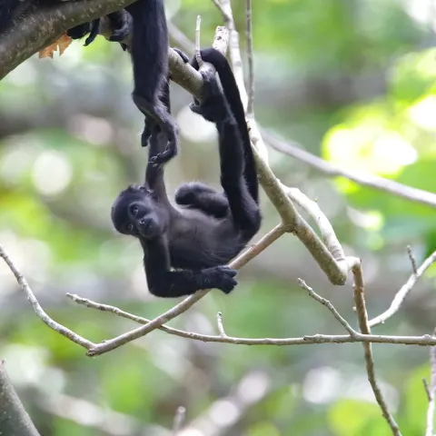 Mantled Howler Monkey