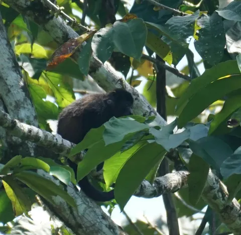 Mantled Howler Monkey