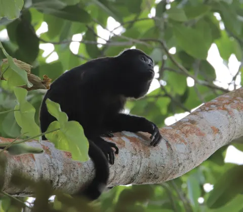 Mantled Howler Monkey