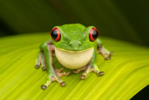 Red-eyed Tree Frog
