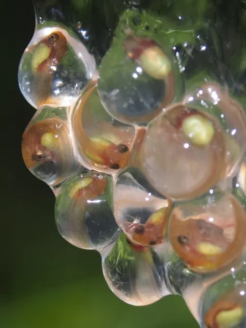 Red-eyed Tree Frog