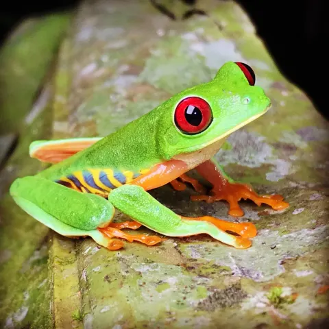 Red-eyed Tree Frog