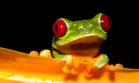 Red-eyed Tree Frog