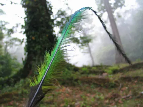 Resplendent Quetzal