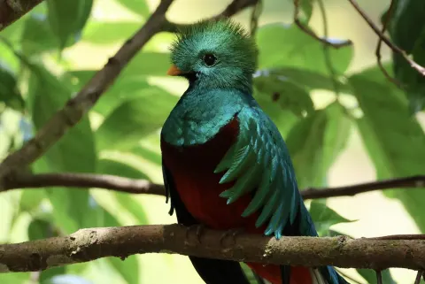 Resplendent Quetzal