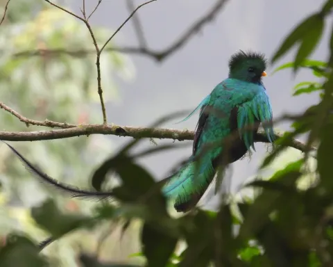 Resplendent Quetzal