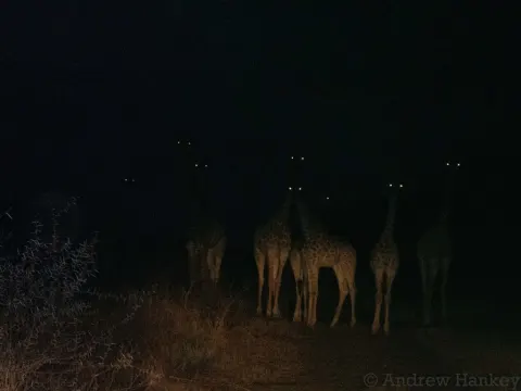 Southern Giraffe