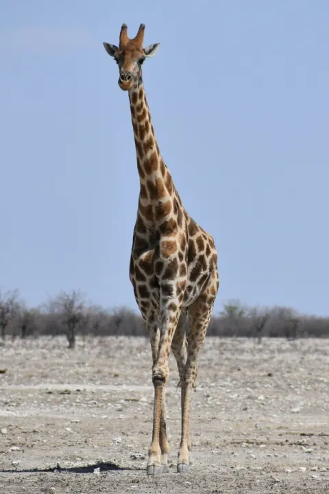 Southern Giraffe