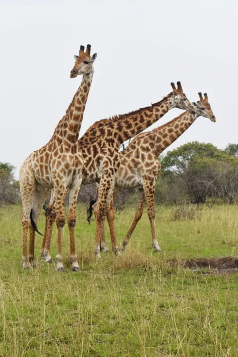 Southern Giraffe