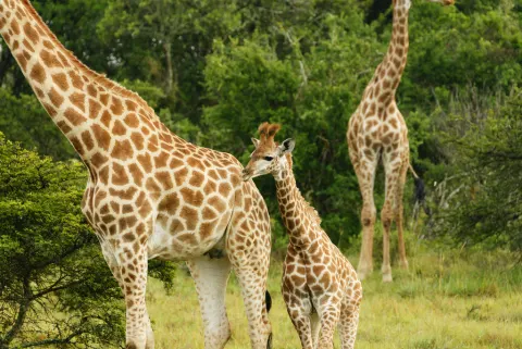 Southern Giraffe