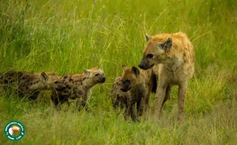 Spotted Hyena