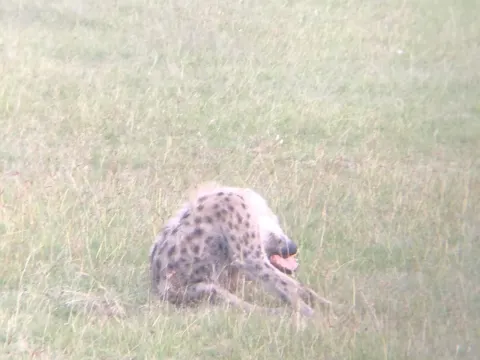 Spotted Hyena