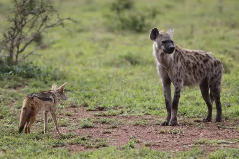 Spotted Hyena
