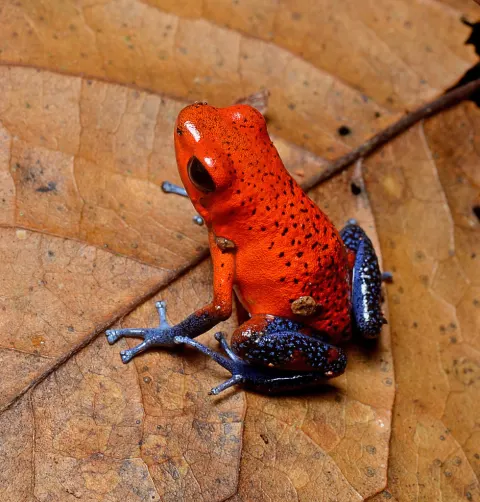 Strawberry Poison-dart Frog