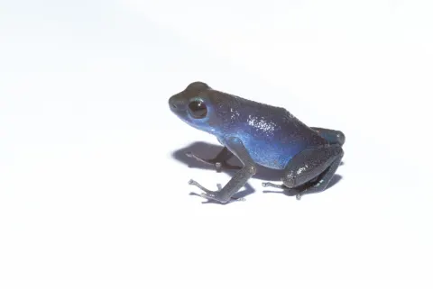 Strawberry Poison-dart Frog