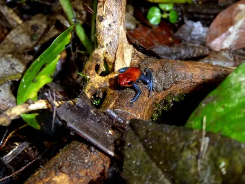 Strawberry Poison-dart Frog