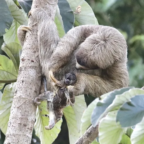 Three-toed Sloth