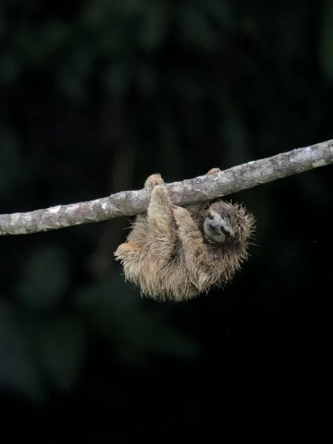 Three-toed Sloth