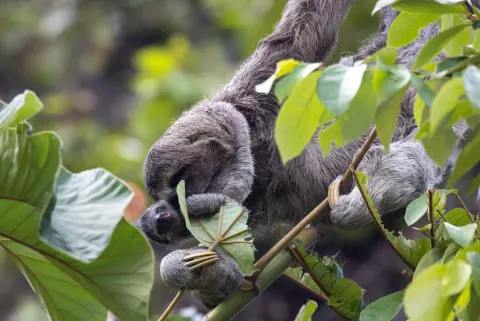Three-toed Sloth