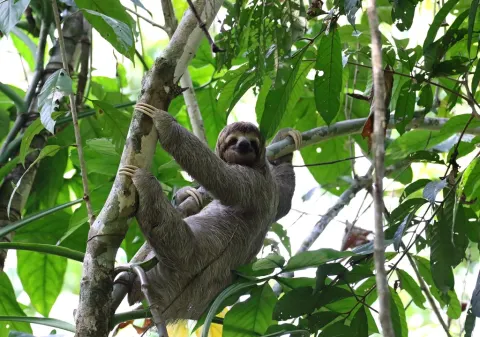 Three-toed Sloth