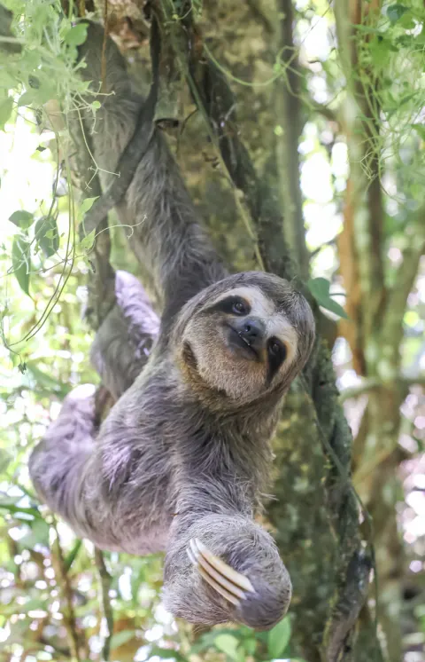 Three-toed Sloth