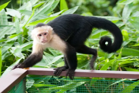 White-faced Capuchin