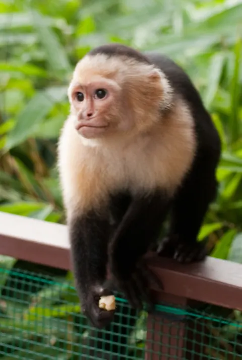 White-faced Capuchin