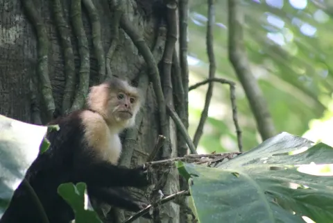 White-faced Capuchin