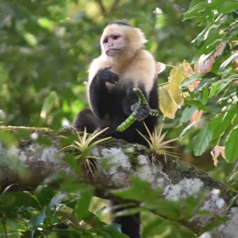 White-faced Capuchin