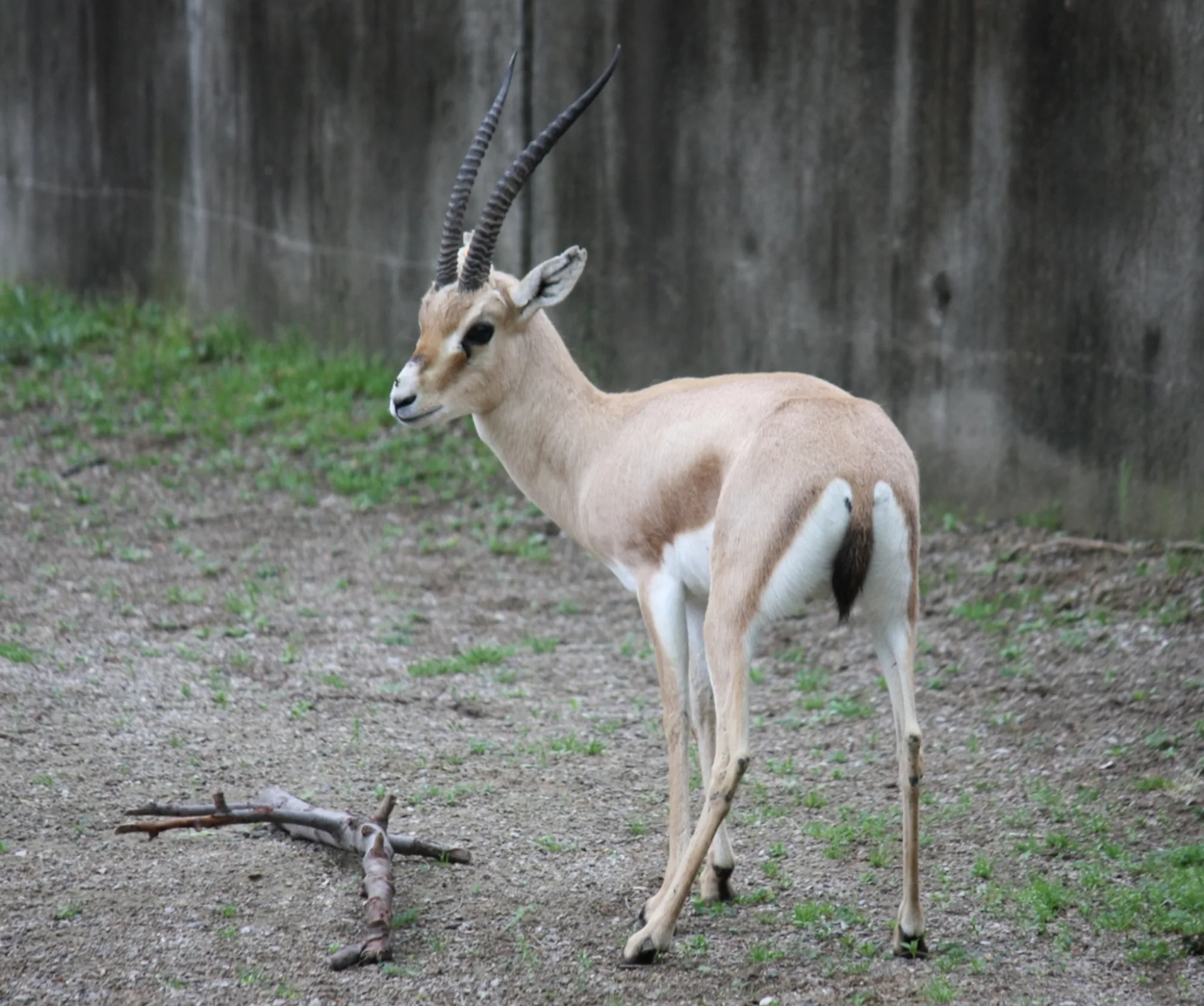 Rhim Gazelle