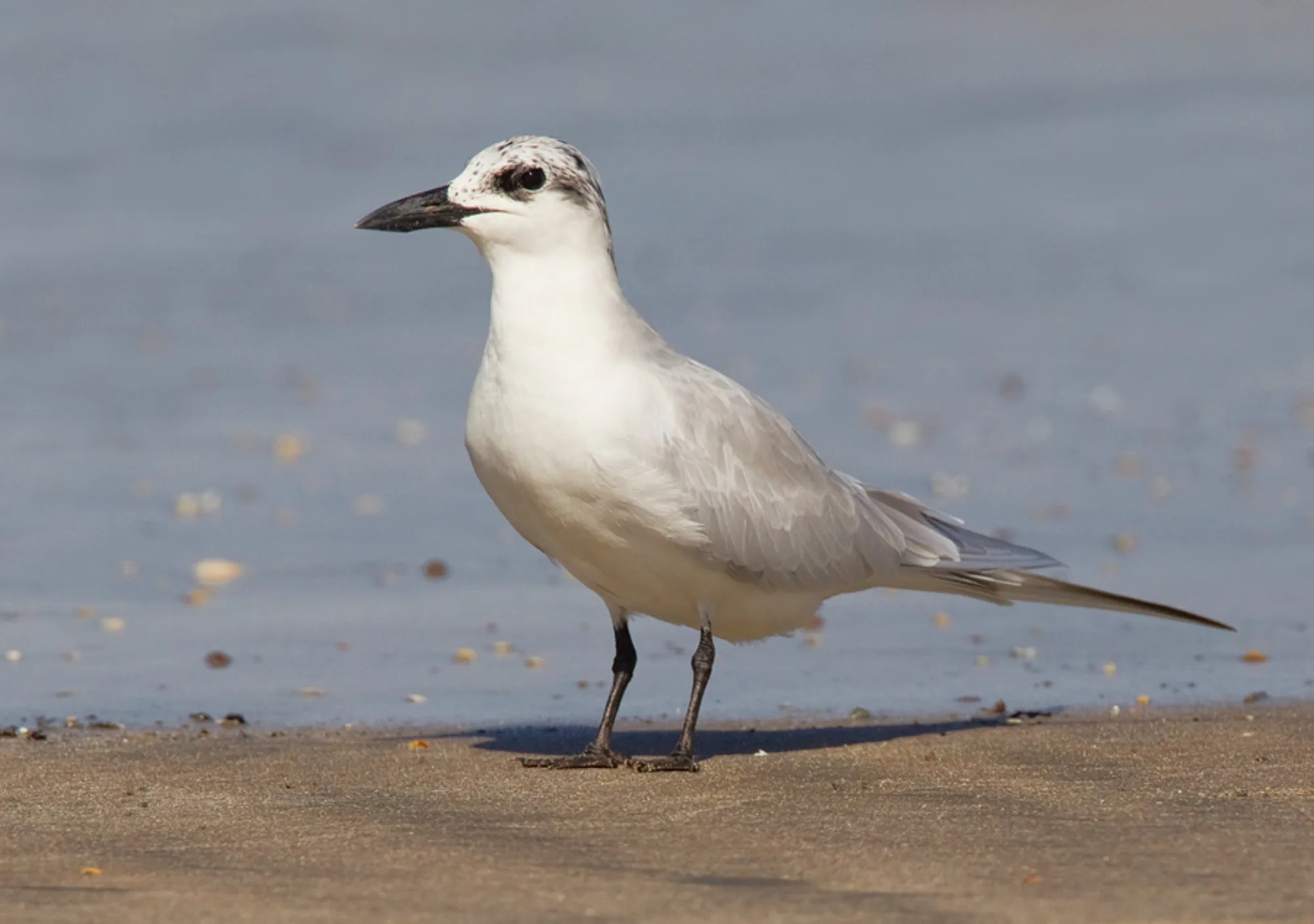 Gull-billed Tern