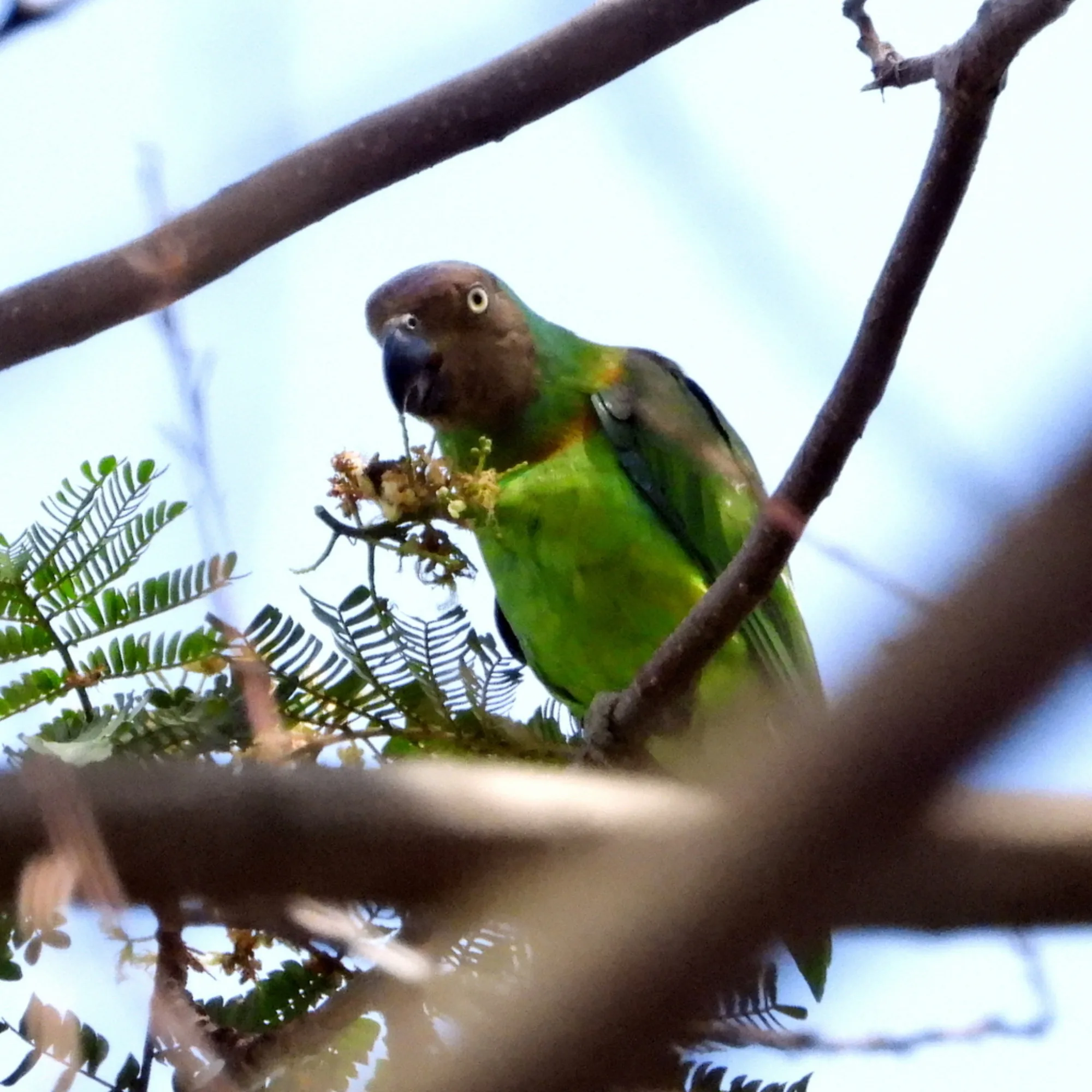Red-cheeked Parrot
