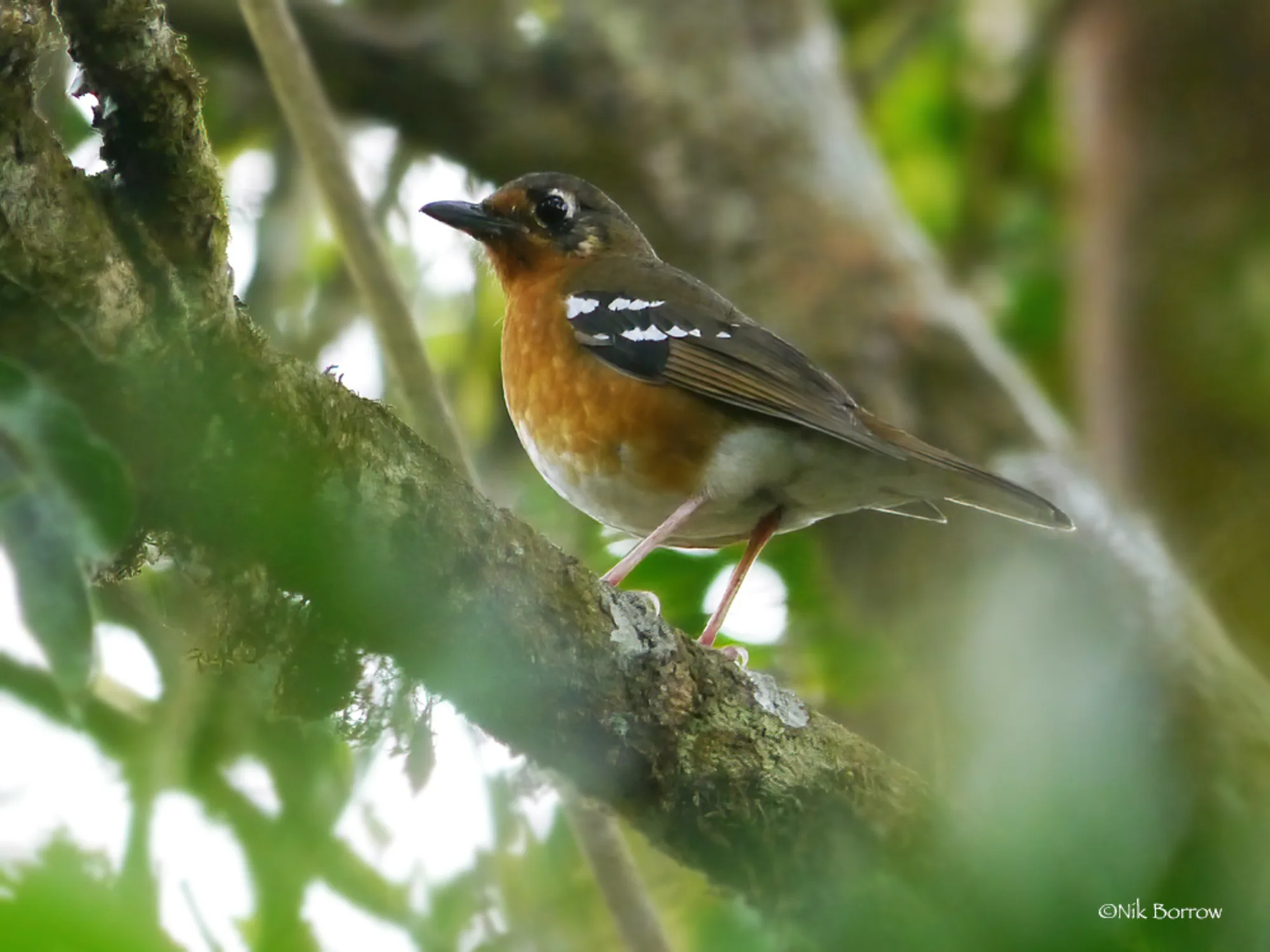 Orange Ground-Thrush