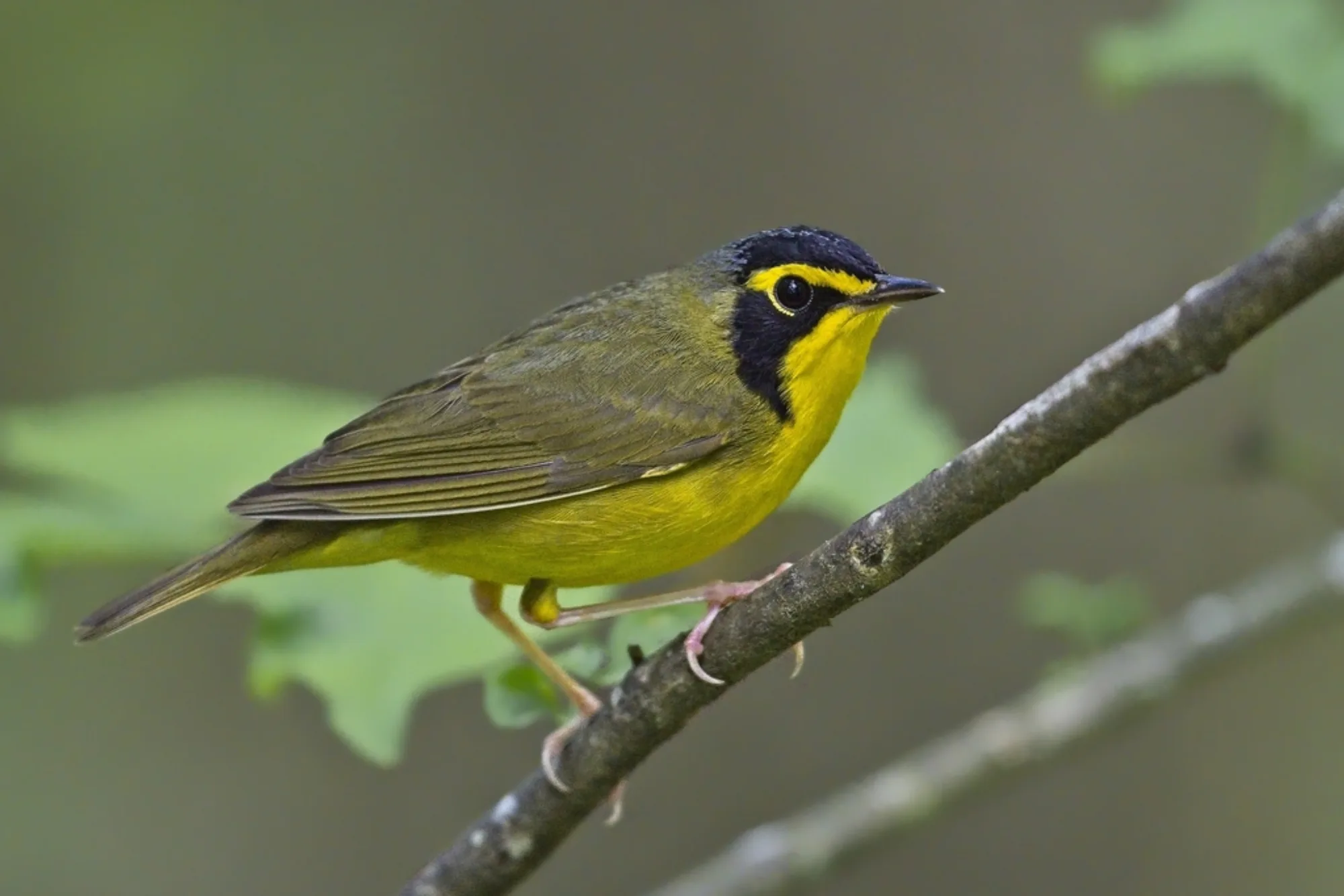 Kentucky Warbler