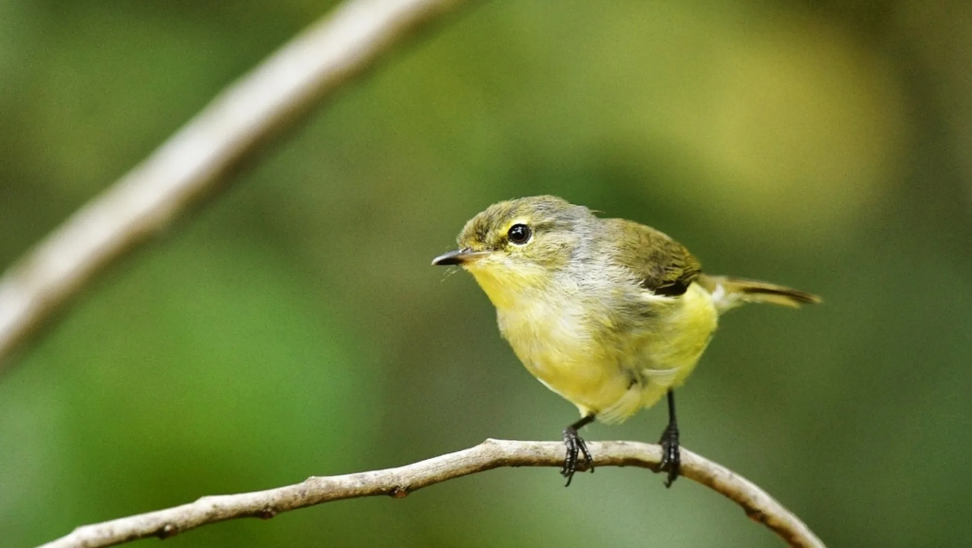 Fan-tailed Gerygone