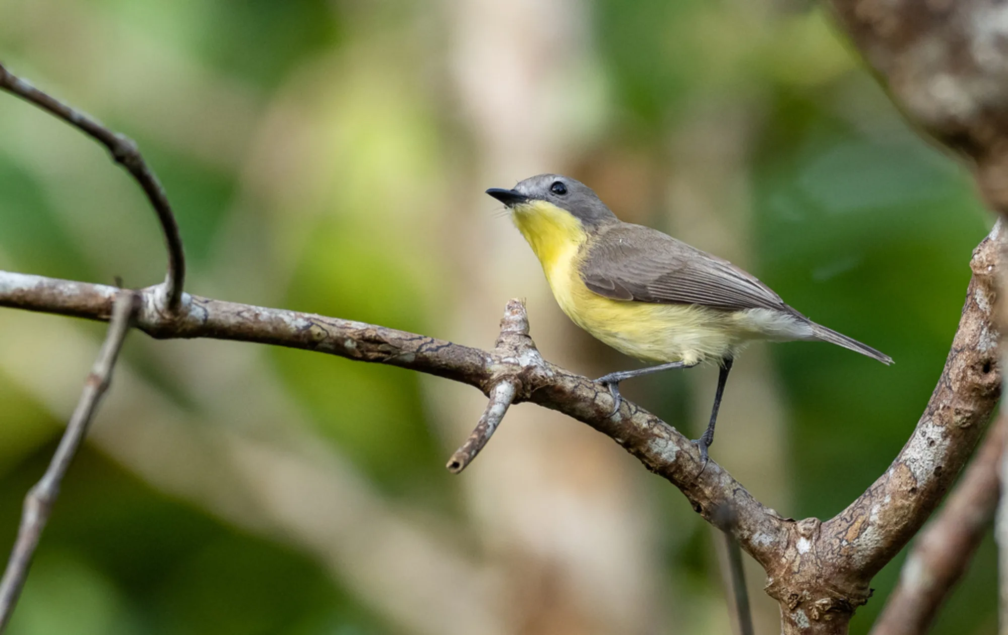 Golden-bellied Gerygone