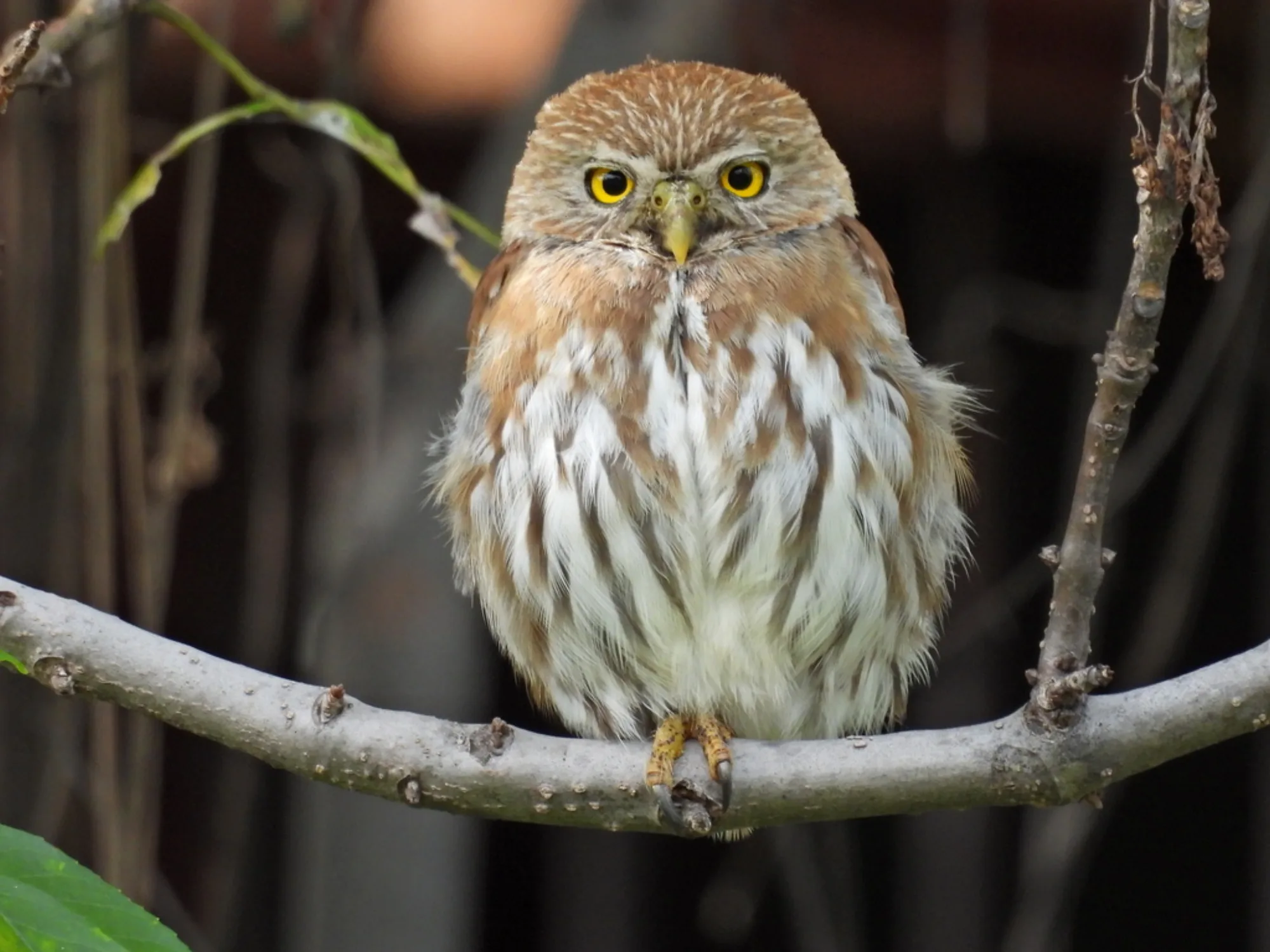 Ferruginous Pygmy-Owl