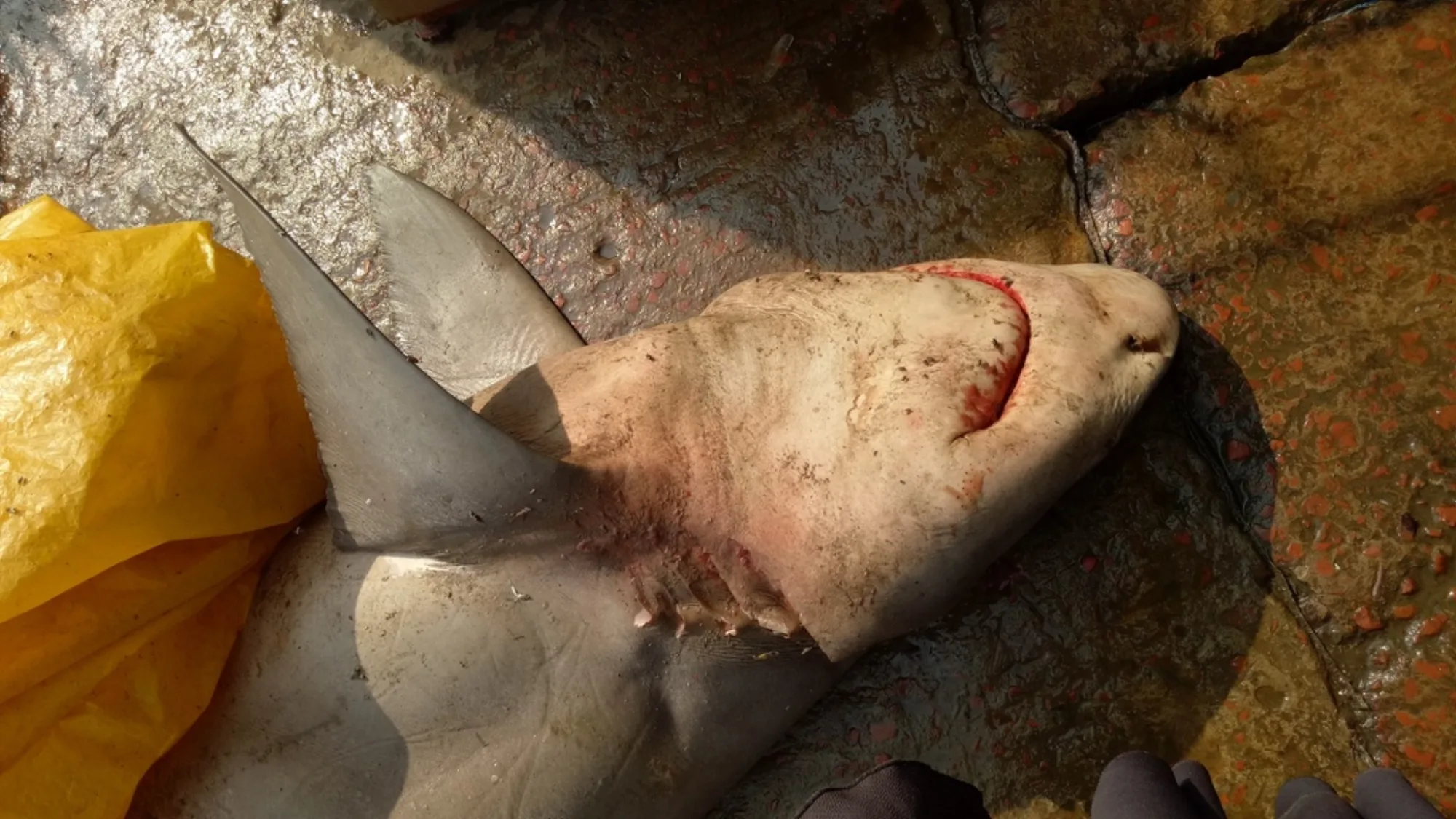 Ganges Shark
