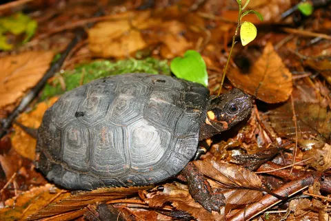 Bog Turtle