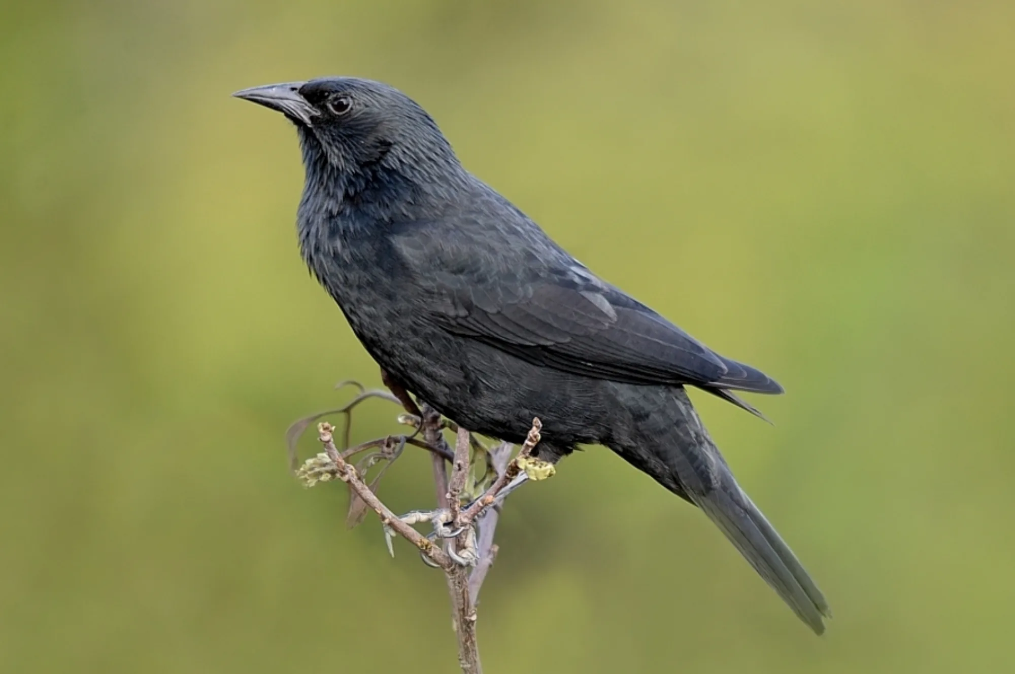 Chopi Blackbird