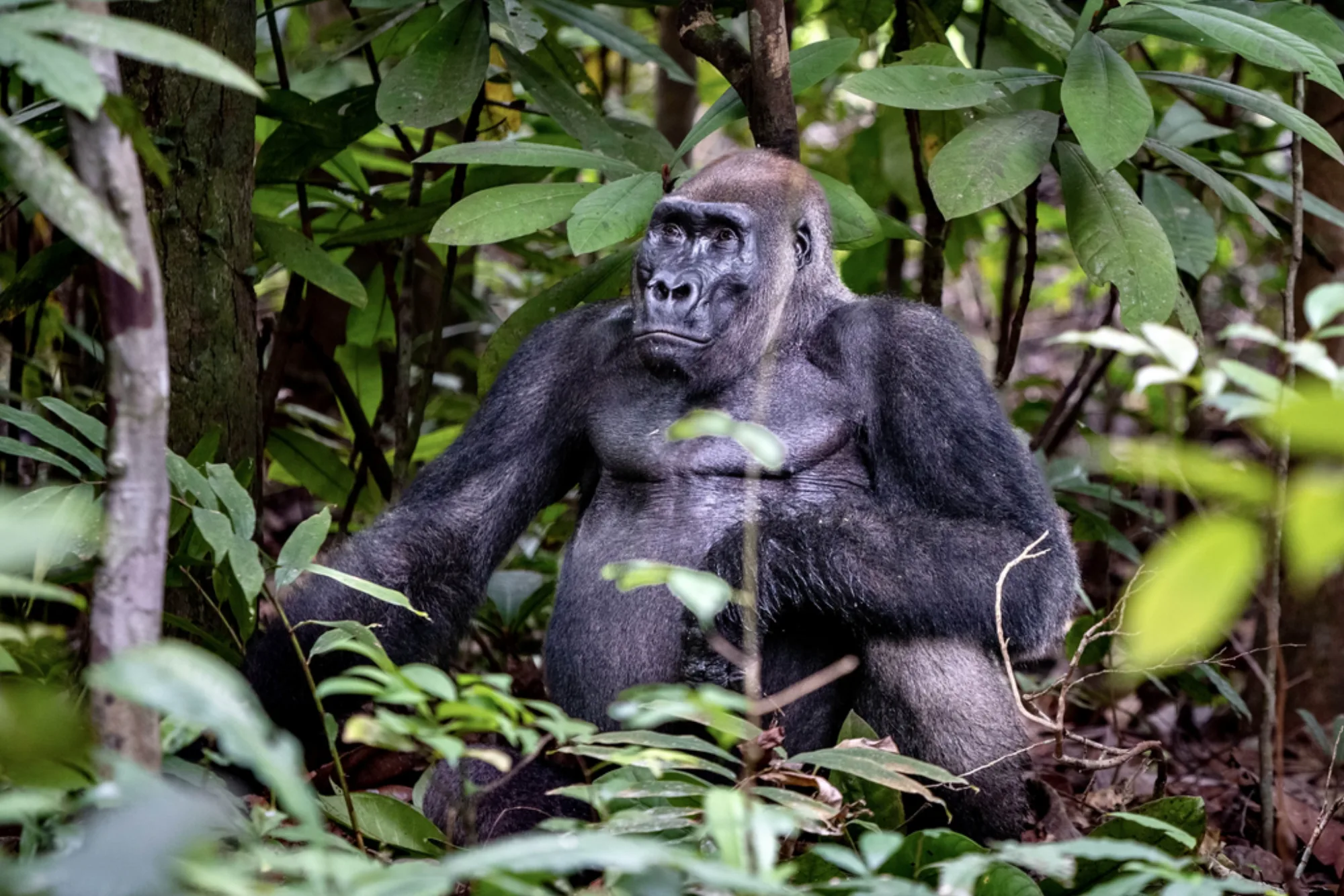 Western Gorilla