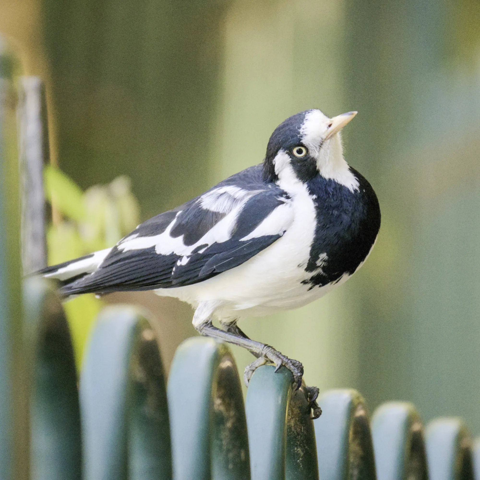 Magpie-lark