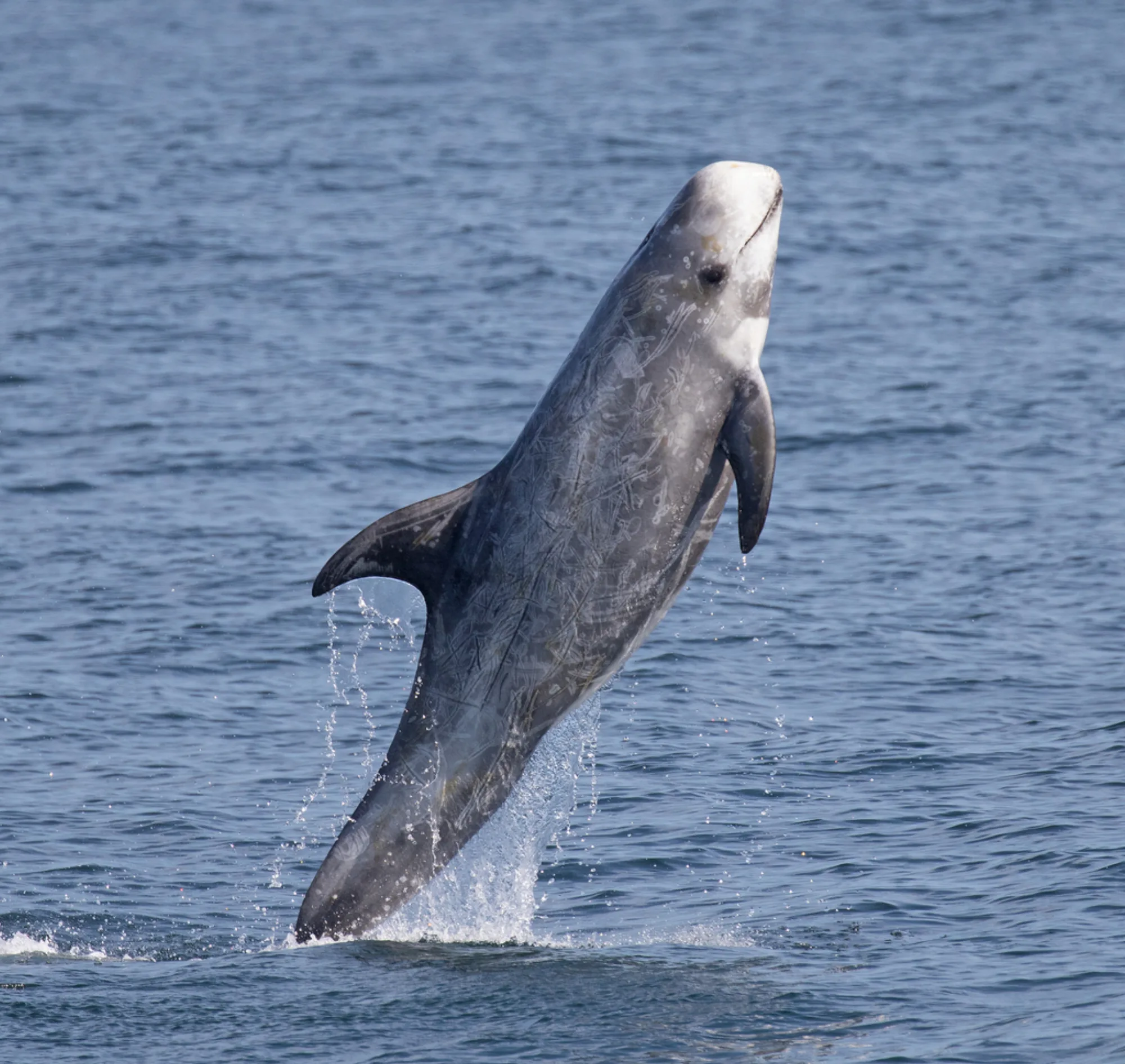 Risso's Dolphin