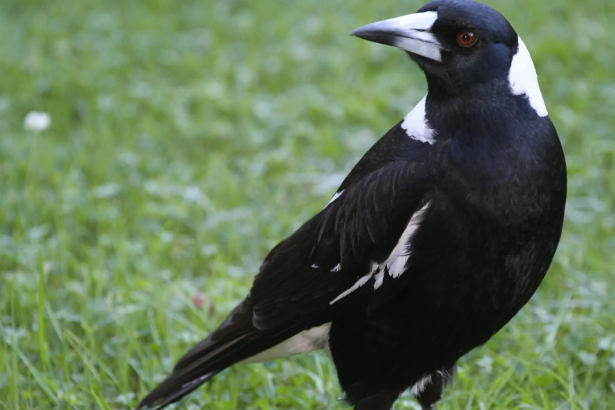 Australian Magpie