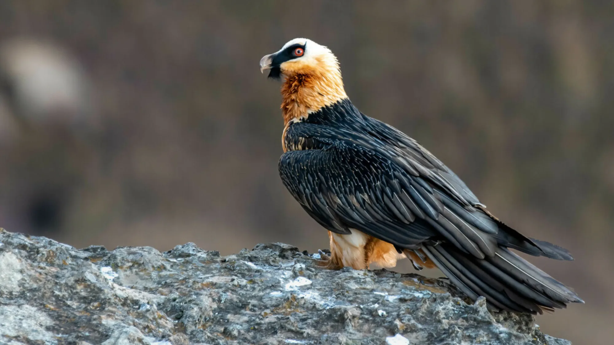 Bearded Vulture