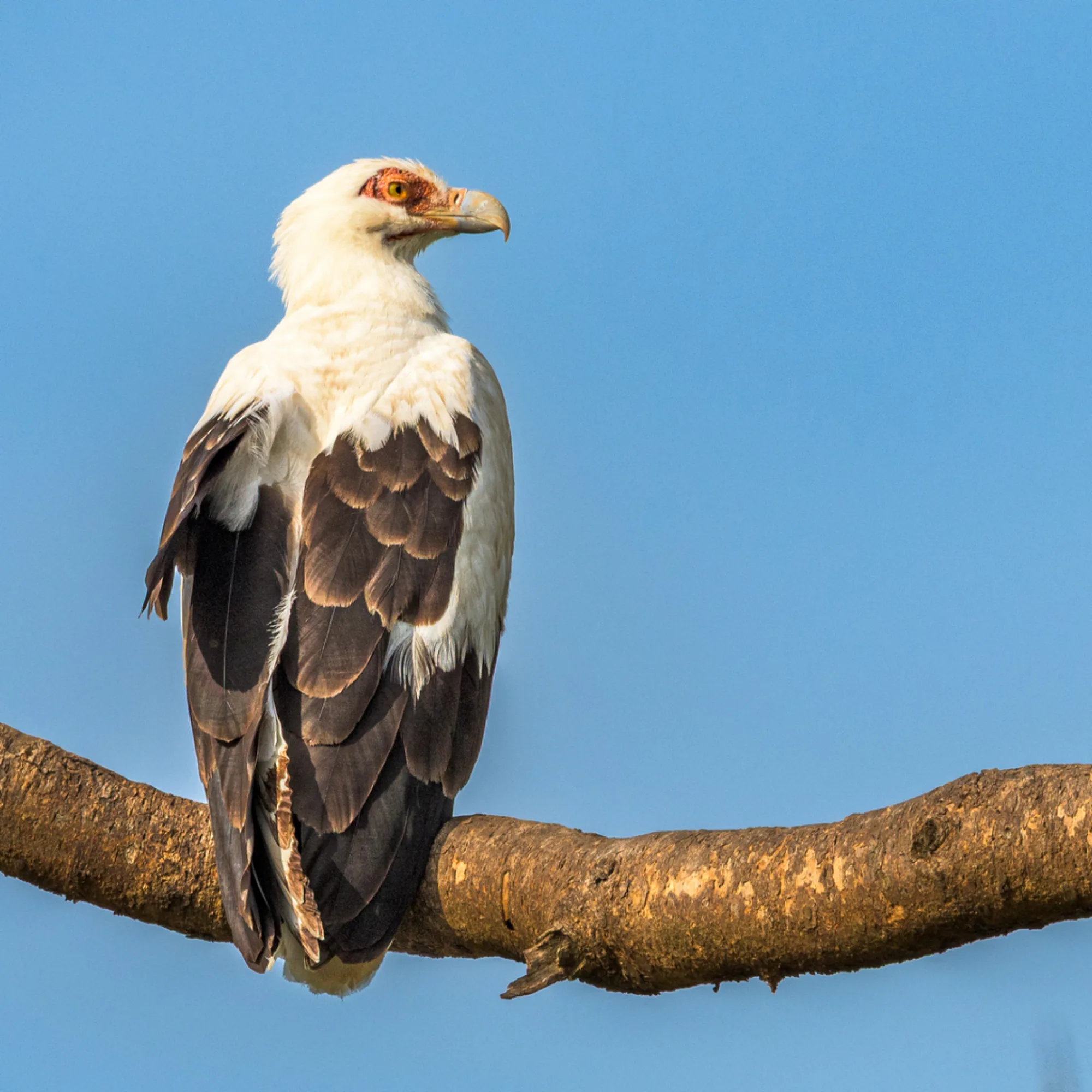 Palm-nut Vulture